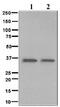 BCL2 Interacting Protein 3 Like antibody, ab109414, Abcam, Western Blot image 