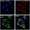 CRISPR-associated endonuclease Cas9/Csn1 antibody, M30929, Boster Biological Technology, Immunofluorescence image 