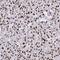 Histone Cluster 1 H1 Family Member A antibody, NBP2-33402, Novus Biologicals, Immunohistochemistry frozen image 