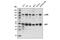 Nuclear Factor Kappa B Subunit 1 antibody, 13681S, Cell Signaling Technology, Western Blot image 