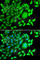 CD47 Molecule antibody, A7278, ABclonal Technology, Immunofluorescence image 