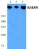 Kalirin RhoGEF Kinase antibody, PA5-36953, Invitrogen Antibodies, Western Blot image 