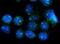 CDGSH Iron Sulfur Domain 2 antibody, A06387-1, Boster Biological Technology, Immunofluorescence image 