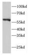 Eif2b antibody, FNab02696, FineTest, Western Blot image 