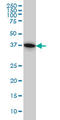 Protein Geranylgeranyltransferase Type I Subunit Beta antibody, LS-C133375, Lifespan Biosciences, Western Blot image 