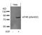 Eukaryotic Translation Initiation Factor 4B antibody, GTX50343, GeneTex, Western Blot image 