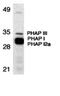 Acidic Nuclear Phosphoprotein 32 Family Member A antibody, orb74503, Biorbyt, Western Blot image 