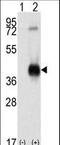 Calcium/Calmodulin Dependent Protein Kinase I antibody, LS-C100731, Lifespan Biosciences, Western Blot image 
