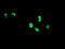 TLE Family Member 1, Transcriptional Corepressor antibody, LS-C797850, Lifespan Biosciences, Immunofluorescence image 