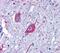 G Protein-Coupled Receptor 6 antibody, PA5-33743, Invitrogen Antibodies, Immunohistochemistry frozen image 