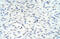 Ring Finger Protein 8 antibody, 29-182, ProSci, Western Blot image 