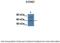 Potassium Voltage-Gated Channel Subfamily Q Member 1 antibody, 28-307, ProSci, Western Blot image 