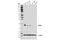 CD59 Molecule (CD59 Blood Group) antibody, 65055S, Cell Signaling Technology, Western Blot image 