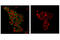 SEC31 Homolog A, COPII Coat Complex Component antibody, 13483S, Cell Signaling Technology, Immunofluorescence image 