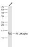 Resistin-like alpha antibody, GTX00822, GeneTex, Western Blot image 