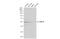 F-Box And Leucine Rich Repeat Protein 16 antibody, GTX120503, GeneTex, Western Blot image 