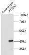 Actin Alpha 2, Smooth Muscle antibody, FNab00117, FineTest, Immunoprecipitation image 