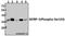 Insulin Like Growth Factor Binding Protein 3 antibody, A00435S183, Boster Biological Technology, Western Blot image 