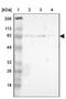 Sp1 Transcription Factor antibody, NBP1-85812, Novus Biologicals, Western Blot image 