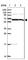 ALG8 Alpha-1,3-Glucosyltransferase antibody, HPA051898, Atlas Antibodies, Western Blot image 