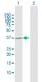 TDP-Glucose 4,6-Dehydratase antibody, H00023483-D01P, Novus Biologicals, Western Blot image 