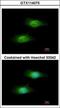 Glutamate-Cysteine Ligase Modifier Subunit antibody, GTX114075, GeneTex, Immunofluorescence image 