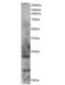 RAB2A, Member RAS Oncogene Family antibody, NB100-775, Novus Biologicals, Western Blot image 