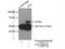 TUB Bipartite Transcription Factor antibody, 17928-1-AP, Proteintech Group, Immunoprecipitation image 