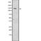 Apoptotic Peptidase Activating Factor 1 antibody, abx146601, Abbexa, Western Blot image 