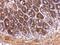 Putative endoplasmin-like protein antibody, PA5-27596, Invitrogen Antibodies, Immunohistochemistry paraffin image 