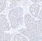 Cyclin K antibody, A301-939A, Bethyl Labs, Immunohistochemistry paraffin image 