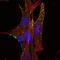 Kelch Like Family Member 1 antibody, A11010, Boster Biological Technology, Immunofluorescence image 