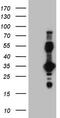 Erythropoietin Receptor antibody, M00427, Boster Biological Technology, Western Blot image 