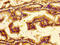 Neurotensin Receptor 2 antibody, CSB-PA016138LA01HU, Cusabio, Immunohistochemistry paraffin image 