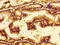 NTSR2 antibody, CSB-PA016138LA01HU, Cusabio, Immunohistochemistry paraffin image 