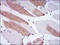 Lamin A/C antibody, M00438-3, Boster Biological Technology, Immunohistochemistry frozen image 