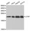 Lipopolysaccharide Induced TNF Factor antibody, abx004189, Abbexa, Western Blot image 