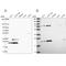 Eukaryotic Translation Initiation Factor 3 Subunit K antibody, NBP2-56764, Novus Biologicals, Western Blot image 