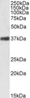 Nucleophosmin 1 antibody, GTX89581, GeneTex, Western Blot image 