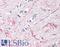 Deltex E3 Ubiquitin Ligase 3 antibody, LS-B9518, Lifespan Biosciences, Immunohistochemistry frozen image 