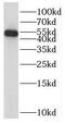 Ras Association Domain Family Member 9 antibody, FNab06129, FineTest, Western Blot image 