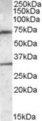 Lipase G, Endothelial Type antibody, EB08961, Everest Biotech, Western Blot image 