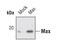 MYC Associated Factor X antibody, PA5-17078, Invitrogen Antibodies, Western Blot image 