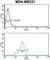 CD24 Molecule antibody, abx034103, Abbexa, Western Blot image 