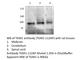 Transglutaminase 1 antibody, TGM1-112AP, FabGennix, Western Blot image 