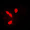 Heterogeneous Nuclear Ribonucleoprotein A1 antibody, LS-B14236, Lifespan Biosciences, Immunofluorescence image 