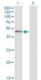 High Mobility Group 20A antibody, H00010363-M01, Novus Biologicals, Western Blot image 