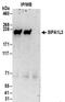 Signal Induced Proliferation Associated 1 Like 3 antibody, NBP2-30363, Novus Biologicals, Immunoprecipitation image 