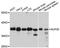 Nucleoporin 35 antibody, A08614-1, Boster Biological Technology, Western Blot image 