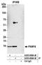 Presequence Translocase Associated Motor 16 antibody, A305-699A-M, Bethyl Labs, Immunoprecipitation image 